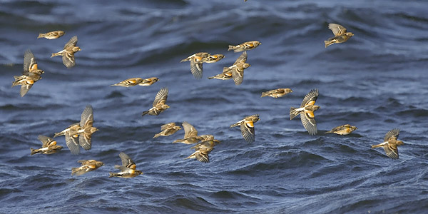 Järripeippo, Brambling, Fringilla montifringilla